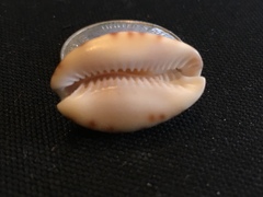 Pseudozonaria arabicula