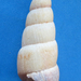 Carelia necra - Photo (c) Phil Liff-Grieff,  זכויות יוצרים חלקיות (CC BY-NC-SA), uploaded by Phil Liff-Grieff