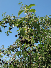 Prunus mahaleb
