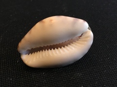 Pseudozonaria arabicula