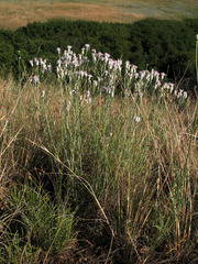 Jurinea stoechadifolia