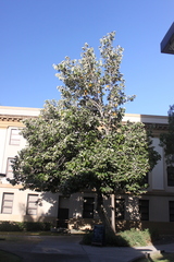 Pterospermum acerifolium