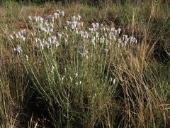 Jurinea stoechadifolia
