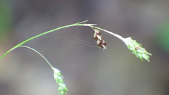Carex formosa