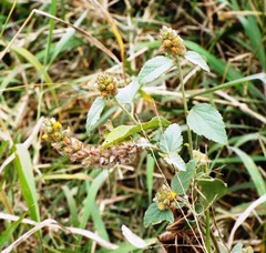 Malvastrum americanum