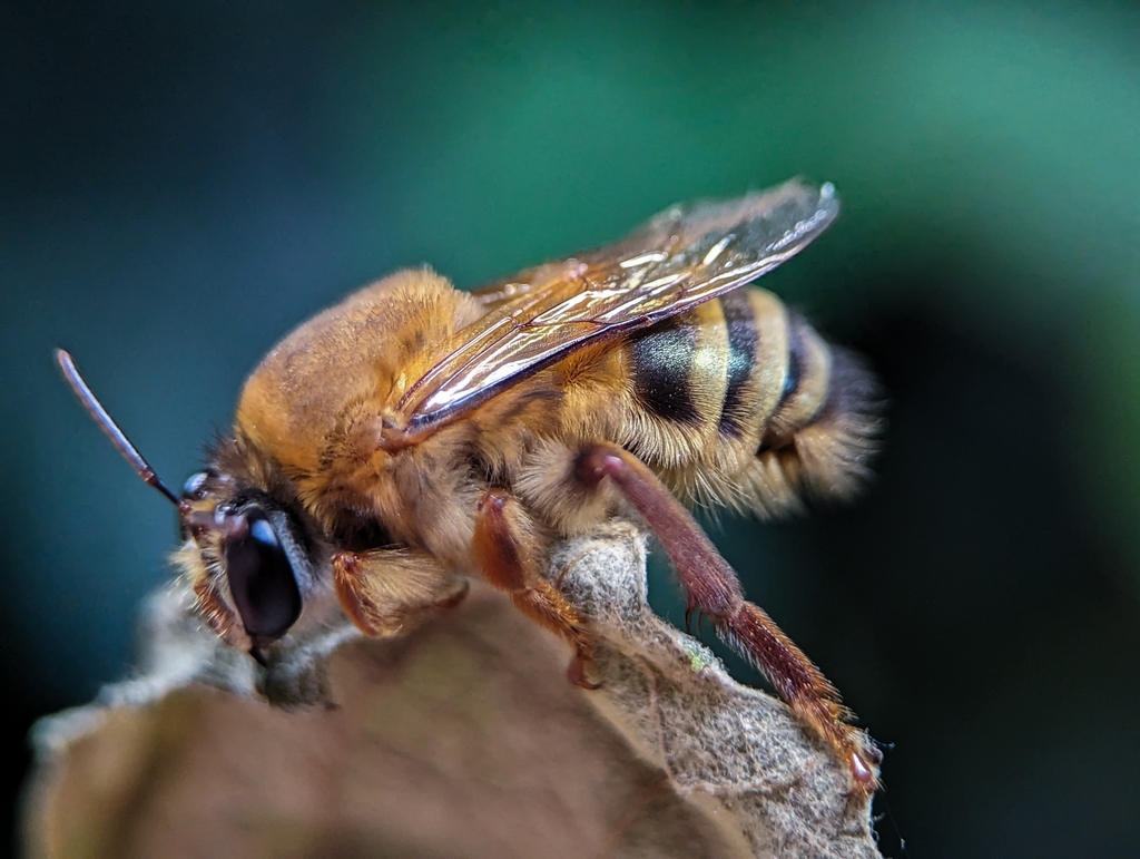 Ptiloglossa styphlaspis