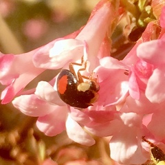 Harmonia axyridis