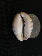 Pseudozonaria arabicula