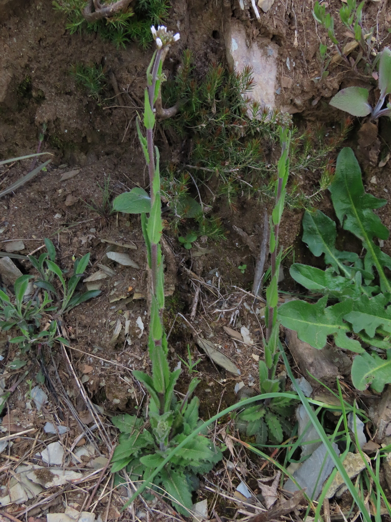 Arabis beirana
