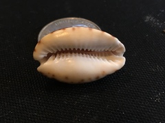 Pseudozonaria arabicula