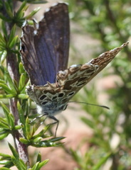 Lepidochrysops australis