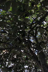 Pterospermum acerifolium