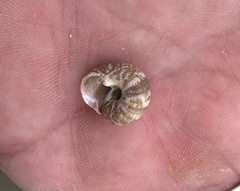 Agathistoma fasciatum