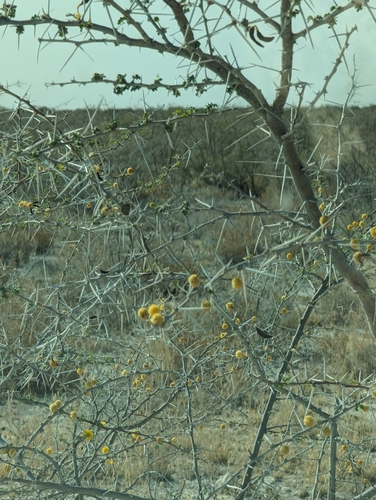 Image of Vachellia nebrownii by (c) David Thompson, some rights reserved (CC BY)