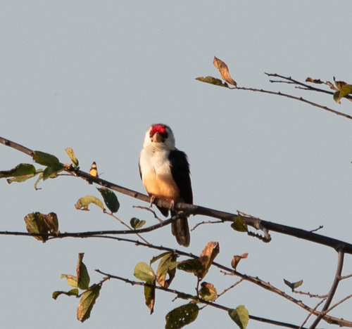 iNaturalist image
