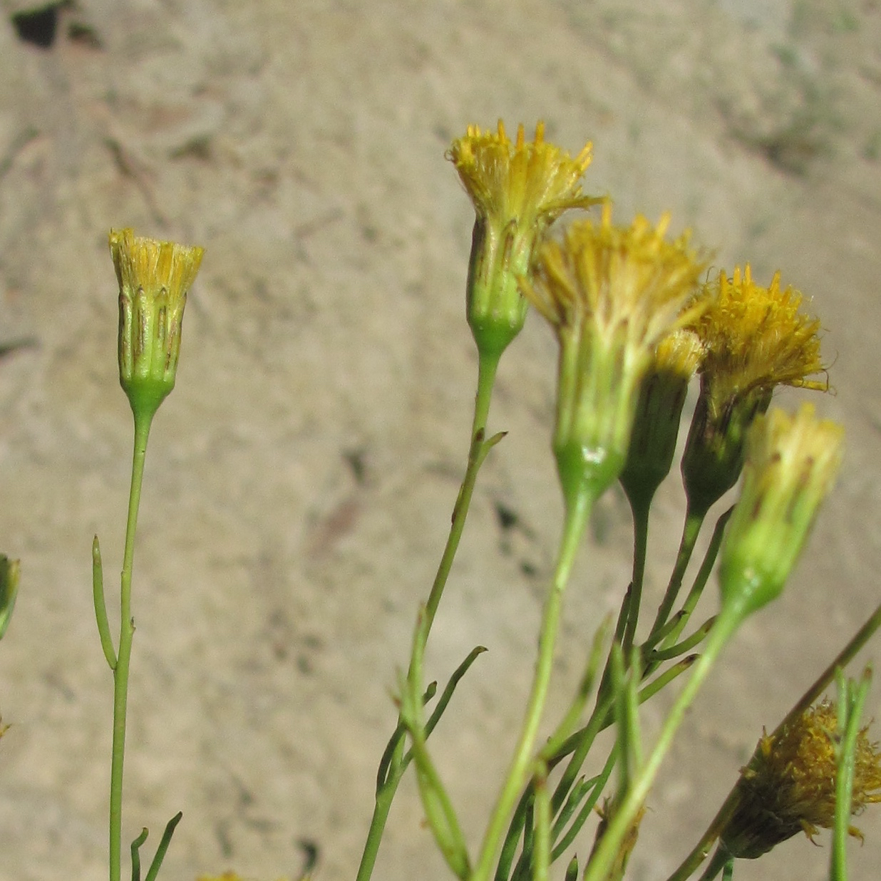 Porophyllum scoparium