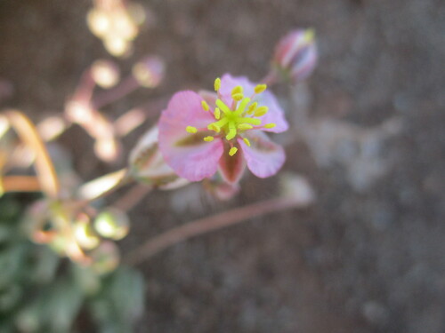 Image of Kewa salsoloides by no rights reserved
