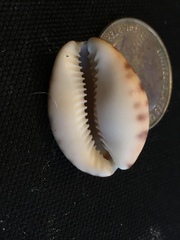 Pseudozonaria arabicula