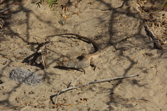 Aspidoscelis tigris tigris