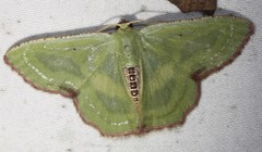 Metallochlora lineata