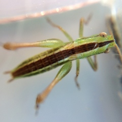 Conocephalus bilineatus