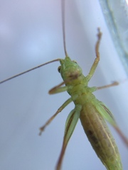Conocephalus bilineatus