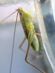 Conocephalus bilineatus