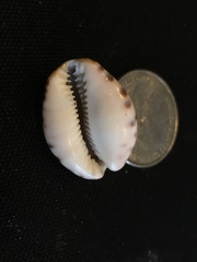 Pseudozonaria arabicula