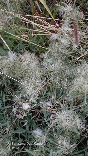 Image of Clematis orientalis by (c) Михаил Орлов, some rights reserved (CC BY)