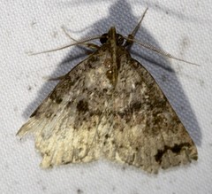 Lithilaria proestans