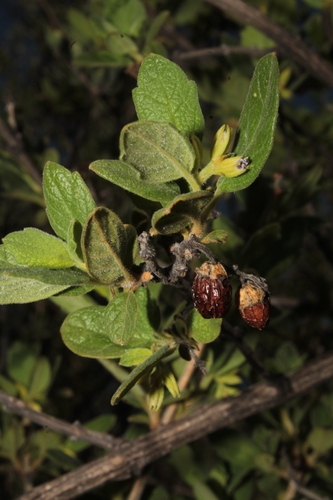 Image of Citharexylum Altamiranum (Citharexylum altamiranum) by (c) Arturo Castro Castro, some rights reserved (CC BY)