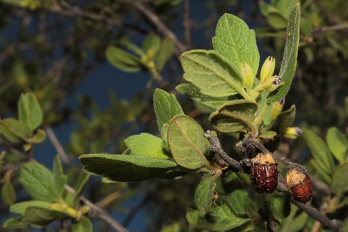 Image of Citharexylum Altamiranum (Citharexylum altamiranum) by (c) Arturo Castro Castro, some rights reserved (CC BY)