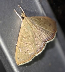 Hyalobathra crenulata
