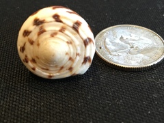 Conus planorbis