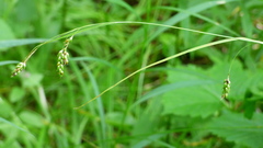 Carex formosa