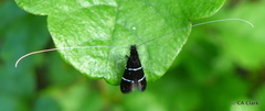 Adela septentrionella
