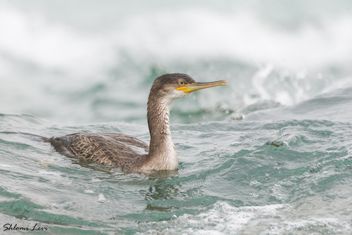 European Shag, photo 5 of 10
