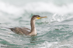 European Shag photo 3