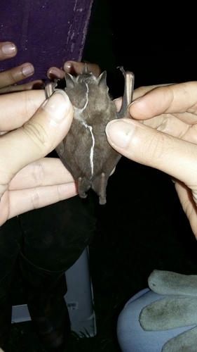 Heller's Broad-nosed Bat