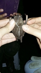 Heller's Broad-Nosed Bat photo 3