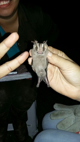 Heller's Broad-nosed Bat