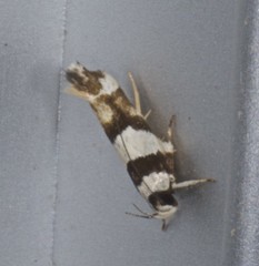 Macrobathra euryleuca