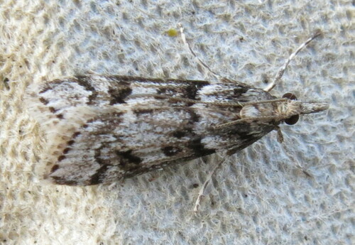 Narrow-winged Grey photo 5