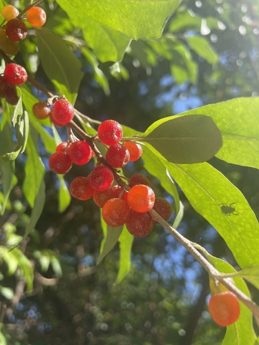 Elaeagnus umbellata iNat (2)