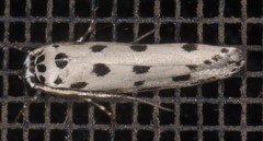 Ethmia sphaerosticha