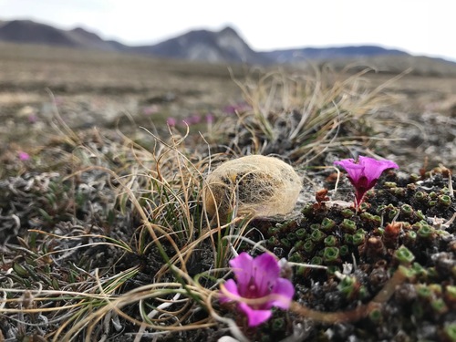 Arctic Woolly Bear Moth