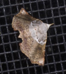 Esthlodora versicolor