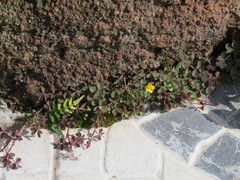 Oxalis corniculata image