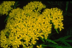 Descurainia tanacetifolia