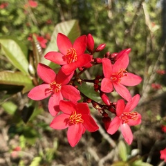 Jatropha integerrima image